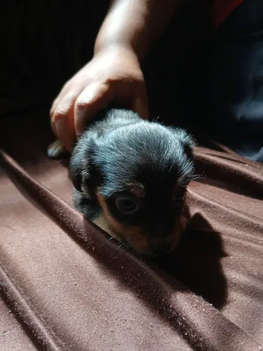 Cachorro raciado com Pinscher
