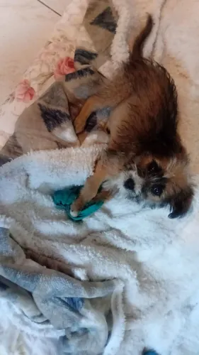 Doa -se filhote de cachorro fêmea 
