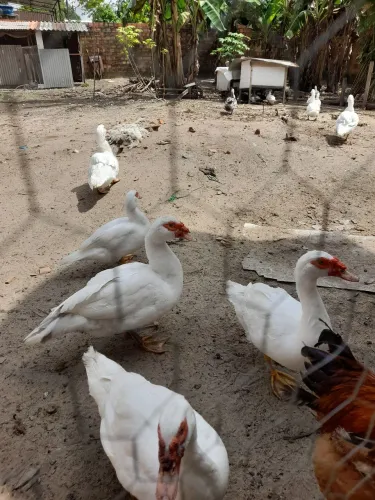 Vendo patos