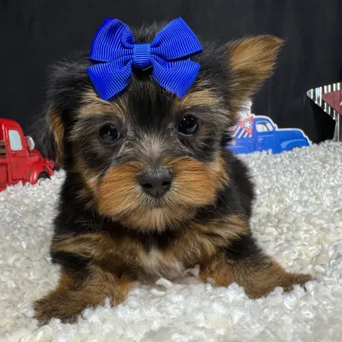 Yorkshire Terrier:Uma joia de quatro patas esperando por você!