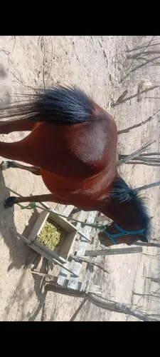 Pônei a venda
