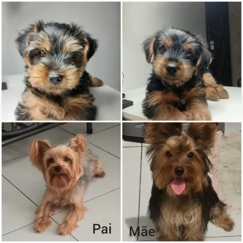 Filhotes de yorkshire terrier