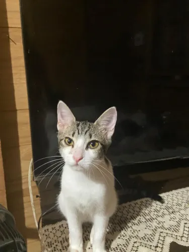 Gata Fêmea Castrada p/ Adoção