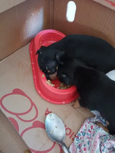 Cachorro Pinsher 