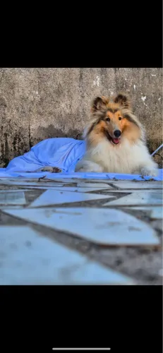 Cachorro collie 