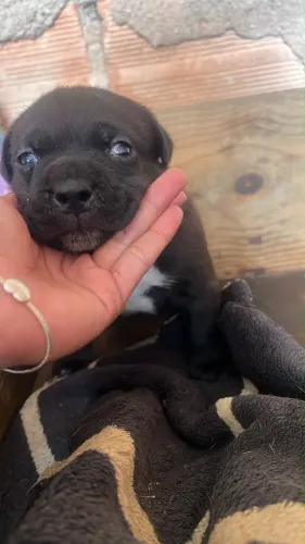 Filhote de American bully