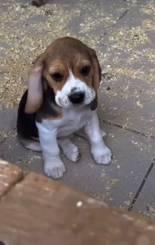 O amigo ideal para passeios e momentos especiais.
