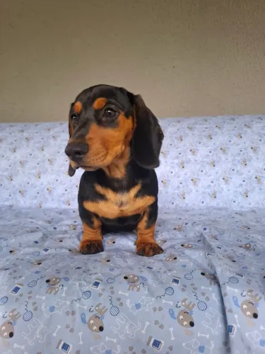 Filhotes de Dachshund miniatura