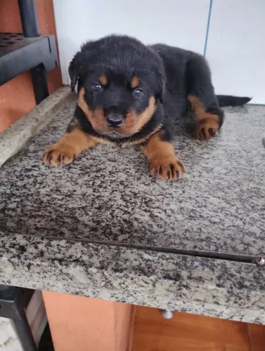 Rottweiler | Seu parceiro de guarda- Chama no WhatsApp