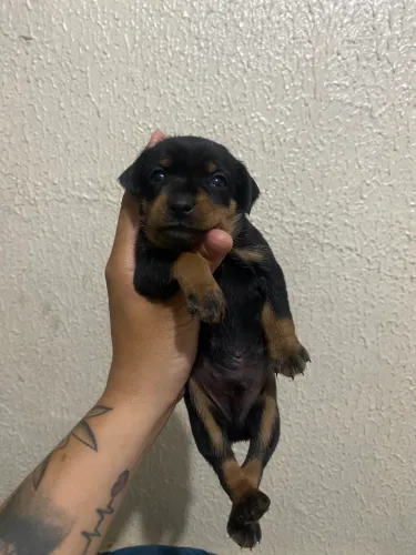 Filhote Pinscher Puro N1