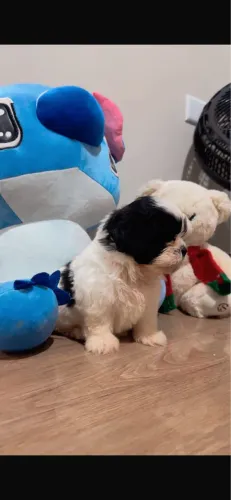 Shih-tzu vermifugado e vacinado 68 dias