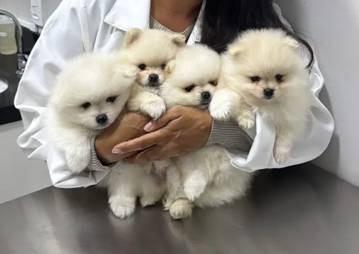 Filhote de Lulu da Pomerania