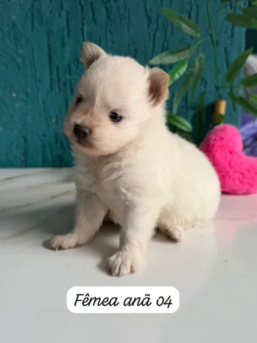 Spitz alemão fêmea filhote