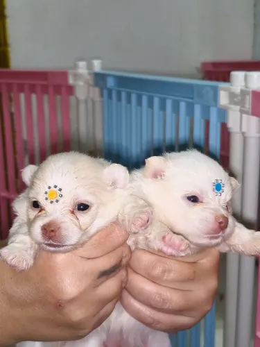 Lulu da Pomerânia anão RJ,machos e fêmeas com pedigree aceitamos propostas