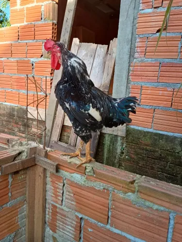 Galo Gsb