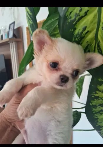 Chiuahua macho pelo longo e pelo curto 