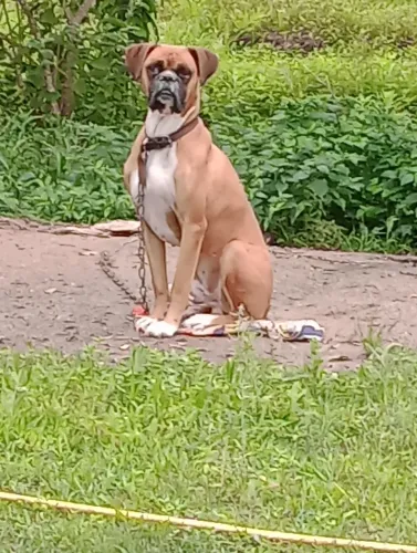 Doação Boxer.