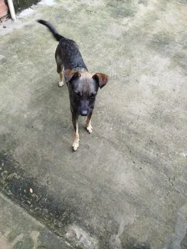 Doa-se 2 cachorros machos, os 2 juntos pois são irmaos