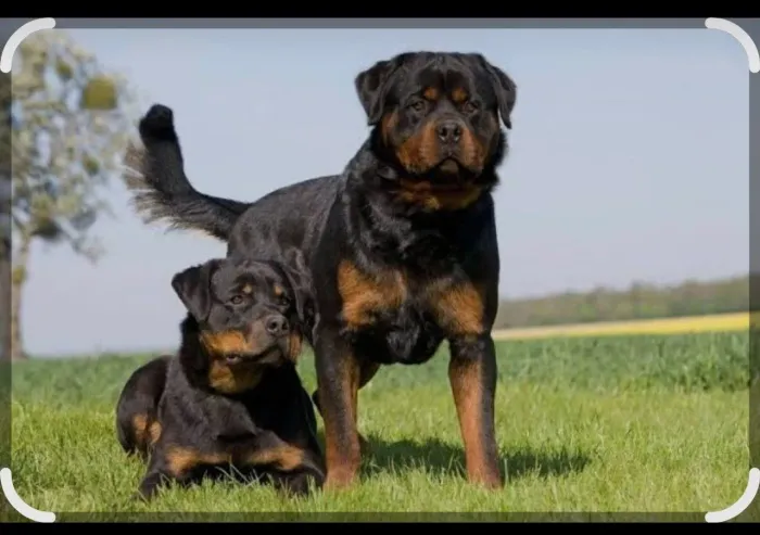 Filhote macho e fêmea de rottweiler
