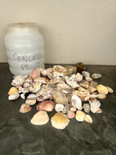 Conchas do mar