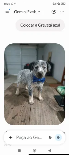 Cachorro
