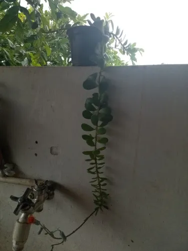 Planta jade pendente kleinia