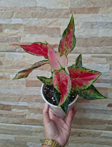Aglaonema cherry baby