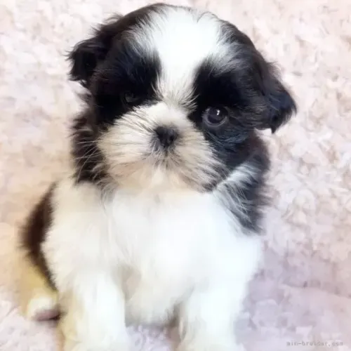 Baby Macho e Fêmea com Pedigree Shih tzu/shitzu com Garantias