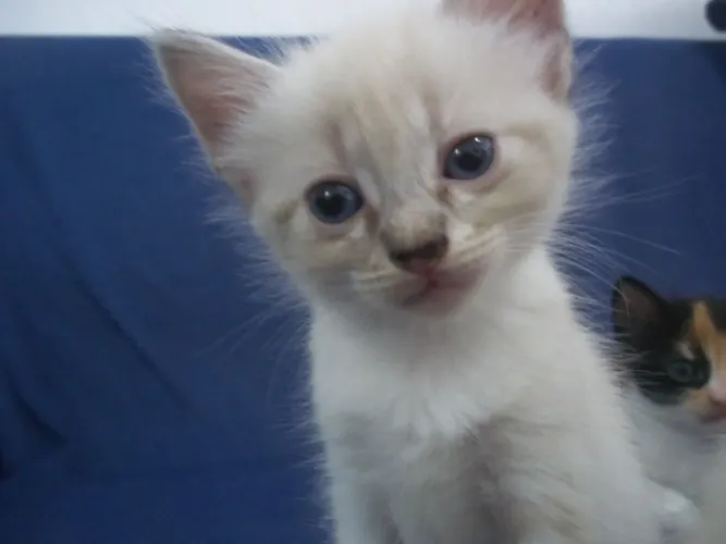ADOTE UM GATINHO