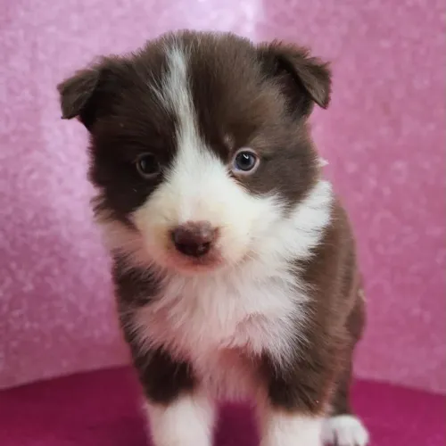 Filhotes de Border collie fêmea branca e chocolate 