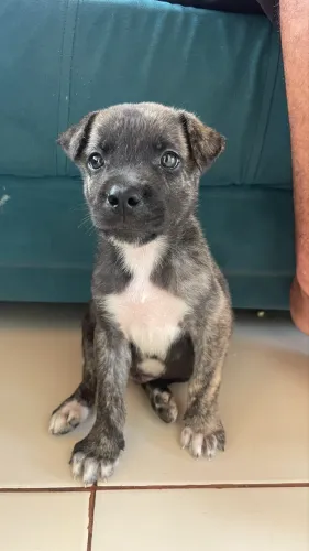 Vende-se cachorrinho