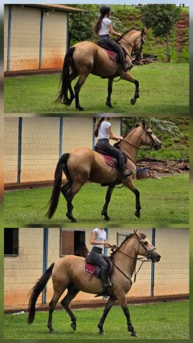 CAVALO ATLETA  MACHO LUSITANO BAIO ENCERADO