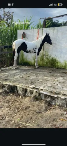 Potra 