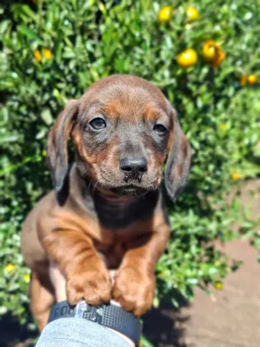 Lindo filhote de basset macho