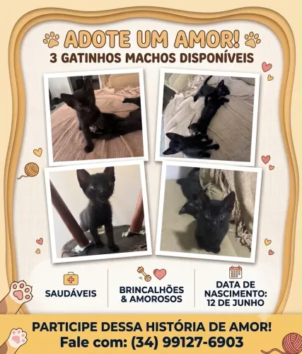 Doação de Gatinhos