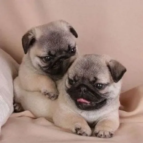 Pug filhotinhos cheios de energia roncos em forma de amor