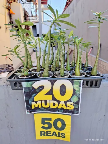 Promoção Rosas do Deserto