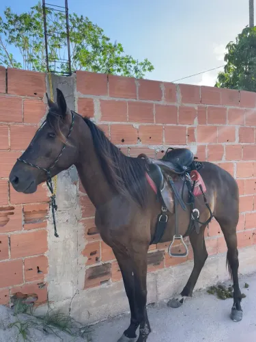 CAVALO MANGALARGA