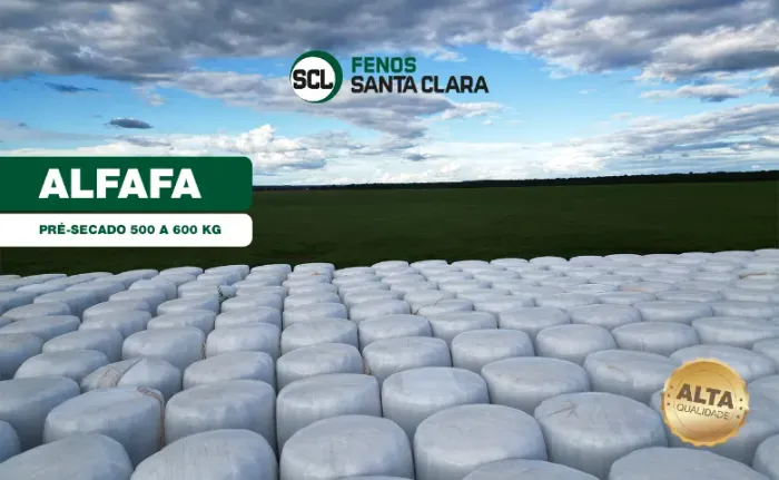 Pré-secado Alfafa 500 a 600kg | Terenos-MS