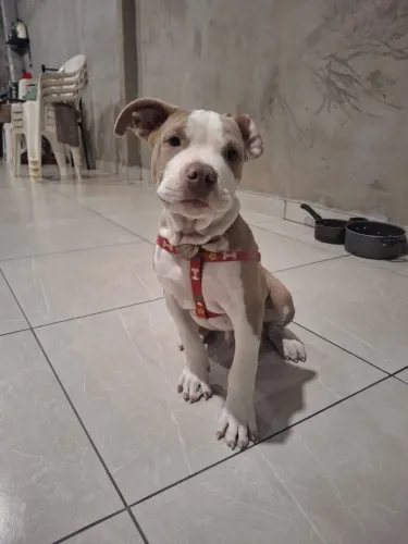 Filhote American Bully