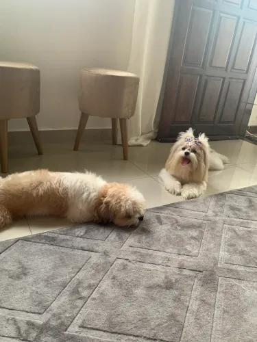Vende - se uma filhote de Shih Tzu