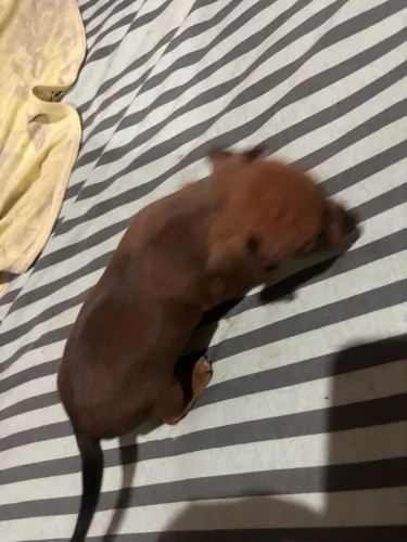 Pet
