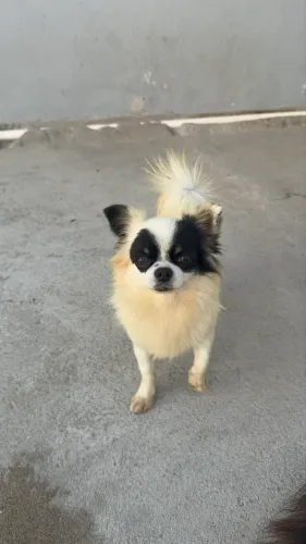 CHIHUAHUA MACHO