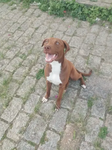 Pitbull docil