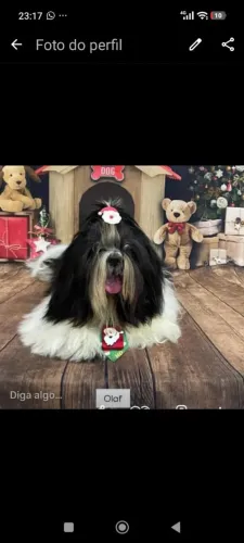 Poucuro namorada pra Shitzu