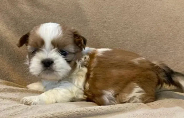 Shihtzu Filhotes Muito Saudáveis e Lindos.