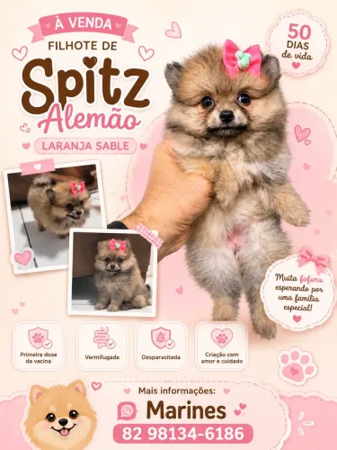 Animais de estimação
