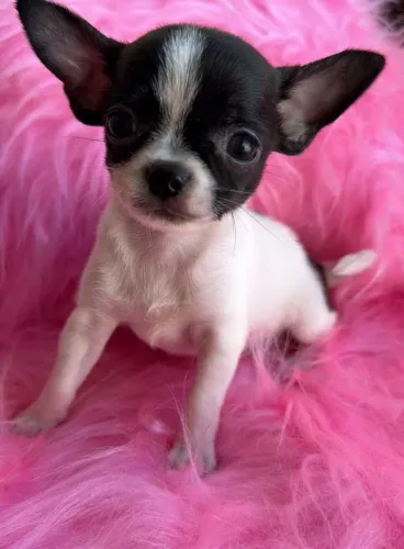 Chihuahua. Uma menina bicolor exuberante e fofinha!