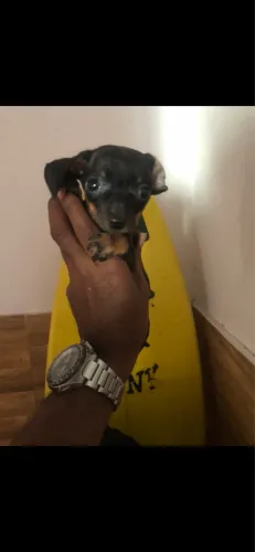 Pinscher pequeno porte 450 Macho 700,00 fêmea