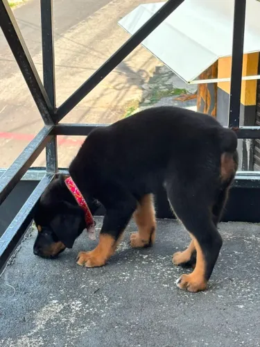 Vendo rottweiler femea